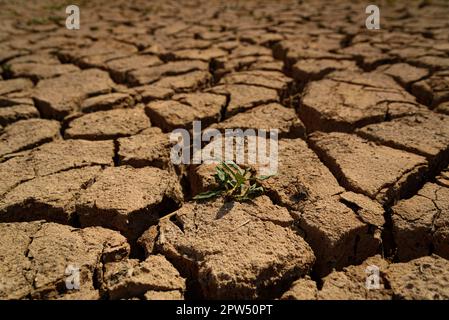 Vilanova de Sau, Spagna. 27th Apr, 2023. Una pianta sta crescendo tra grumi solidi secchi presso il serbatoio dell'acqua di Sau. Il bacino idrico, una delle principali fonti d'acqua della regione spagnola della Catalogna e in particolare per la città di Barcellona, è attualmente al 6% secondo i dati dell'Agenzia catalana per l'acqua, mentre i serbatoi d'acqua della regione sono al 27% della capacità; Che ha costretto il governo locale ad adottare misure contro la carenza idrica, poiché la Spagna è entrata in un periodo di siccità cronica. Il livello record basso ha fatto risorgere la città di Sant RomÃ con il suo iconico campanile, che era fl Foto Stock