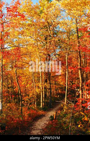 Un sentiero porta gli escursionisti attraverso i colori autunnali e fogliame come si entra in una foresta Foto Stock