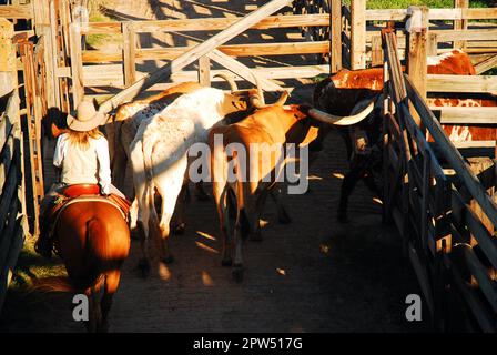 Tempo di arrotondamento al mercato del bestiame di ft Worth Foto Stock