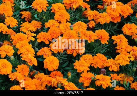 Un gran numero di belle fiorì giallo Le calendule in un open air aiuola. Vista superiore Foto Stock