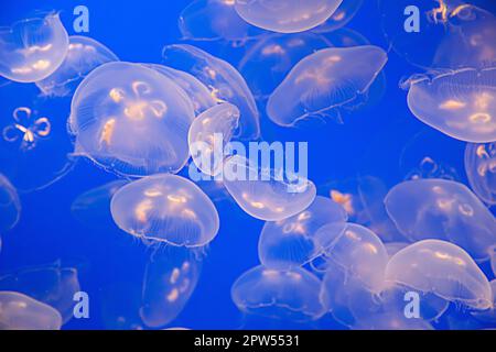 sciame di meduse nel mare blu profondo Foto Stock