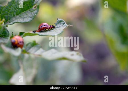 Il Colorado potato beetle larve mangiano foglie giovani di patata, closeup. Parassiti distruggono un raccolto sul campo. Parassiti in fauna selvatica e agricoltura Foto Stock