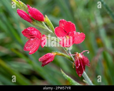 Primo piano di delicato rosso Hesperantha coccinea Oregon Tramonto fiori in una mattinata gelida Foto Stock