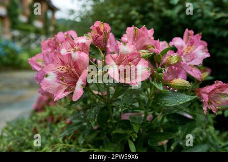 Rhododendron dopo una forte pioggia Foto Stock