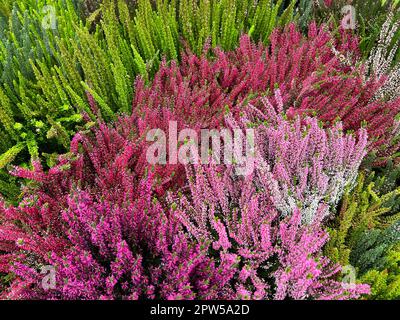 Besenheide, Calluna vulgaris, auch Heidekraut genannt, ist die einzige Art der monotypischen Pfanzengattung Calluna, die zur Familie der Heidekrautge Foto Stock