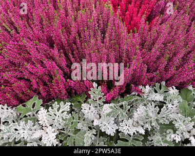 Besenheide, Calluna vulgaris, auch Heidekraut genannt, ist die einzige Art der monotypischen Pfanzengattung Calluna, die zur Familie der Heidekrautge Foto Stock