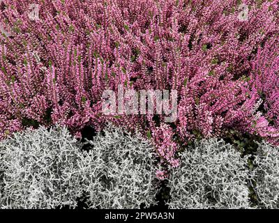 Besenheide, Calluna vulgaris, auch Heidekraut genannt, ist die einzige Art der monotypischen Pfanzengattung Calluna, die zur Familie der Heidekrautge Foto Stock