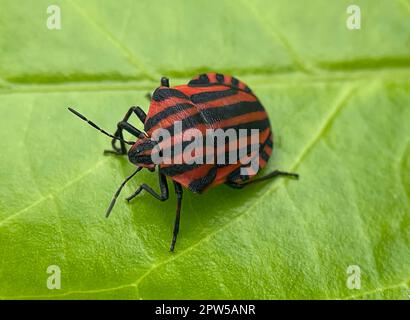 Die Streifenwanze, Grafosoma lineatum, ist eine Wanze aus der Familie der Baumwanzen. L'insetto a strisce, Grafosoma lineatum, è un membro del puzzolo Foto Stock