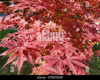 Acero palmate, o Acero palmate Acer palmatum. Una specie di alberi del genere Acer Maple della famiglia Sapindaceae cresce naturalmente in Giappone, Corea Foto Stock