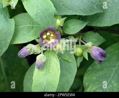 Tollkirsche, Atropa Bella-donna, Hat schwarze Beeren und ist eine Gift-und Heilpflanze. Deadly Nightshade, Atropa bella-donna, ha bacche nere e io Foto Stock