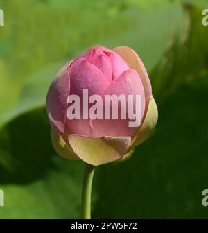 Lotussamen von der Lotosblume, loto nucifera, ist essbar und kann auch zum Aussaehen verwendet werden. Molehills sui prati può lasciare segni sgradevoli. Foto Stock