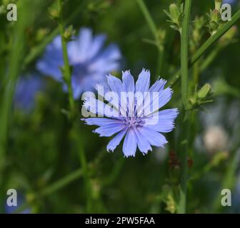 Wegwarte, Cichorium intybus, ist eine Wild- und Heilpflanze mit blauen Blueten. Die Blueten sind essbar. Cicoria Cichorium intybus, è una wild e med. Foto Stock