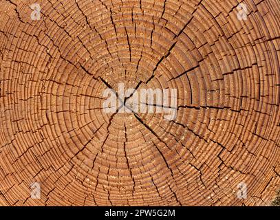 Jahresringe sind die Wachstumsringe eines Baumes im Querschnitt. Anelli annuali sono gli anelli di crescita di un albero in sezione trasversale. Foto Stock