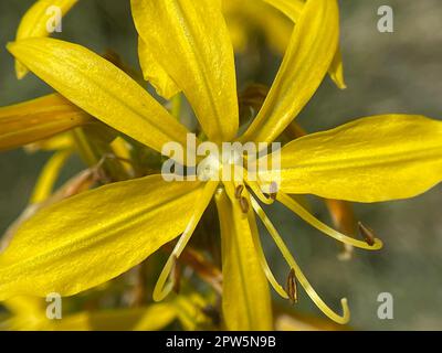 Der Gelbe Affodill, frueher auch Goldwurz genannt, ist eine Pflanzenart aus der Gattung der Junkerlilien. L'asfodel giallo, precedentemente chiamato anche GO Foto Stock