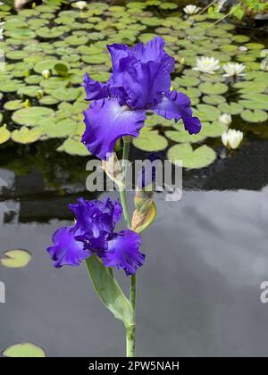 Iris, Die Schwertlilie ist eine wachsende wild Blume mit blauen Blueten. L'iride è un fiore selvatico con fiori blu. Foto Stock