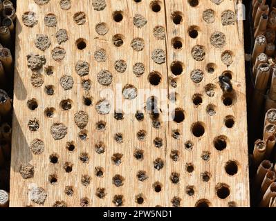 Insektenhotels dienen Insekten, vor allem Wildbienen, alls Unterschlupf und Brutstaette. Gli alberghi per insetti servono insetti, specialmente api selvatiche, come rifugio Foto Stock