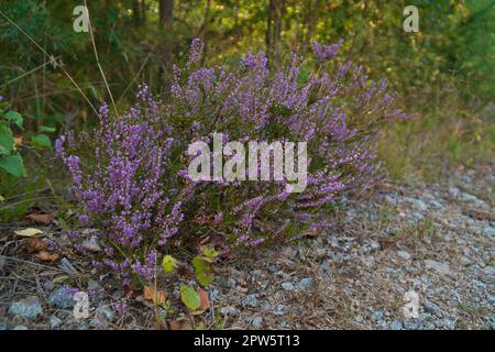 Heather sulla strada in Svezia. Piante rosa e viola lungo la strada durante un'escursione in vacanza. Foto di paesaggio dalla Scandinavia Foto Stock