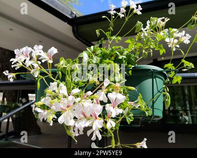 Pelargonium è un genere di piante della famiglia Geraniumaceae. Geranio bianco di edera con vene rosse sui petali. Scatola di fiori. Decorazioni di balconi, finestre Foto Stock