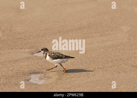 sandpiper isolato sulla spiaggia del Mar Baltico vicino Zingst. I pappataci (Calidris) sono un genere della famiglia degli uccelli da cecchino. Foto Stock