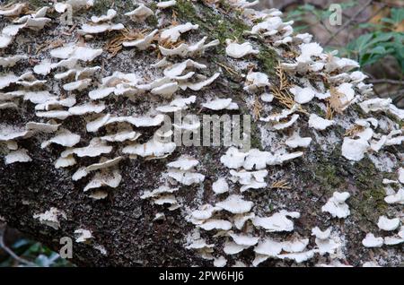 Funghi su un tronco morto. Lago Motosu. Prefettura di Yamanashi. Parco Nazionale Fuji-Hakone-Izu. Honshu. Giappone. Foto Stock