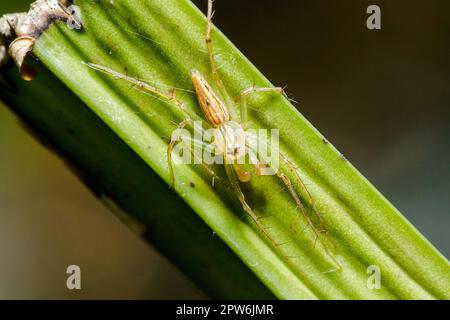 Oxyopes javanus Throll sulle foglie può saltare a prendere preda. Foto Stock