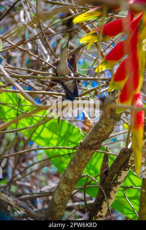 Fiore di Heliconia rostrata. Uccello seduto su un ramo circondato da molte foglie, foglie di sfondo, uccello su un aragosta artiglio Heliconia fiore. Seleziona Foto Stock