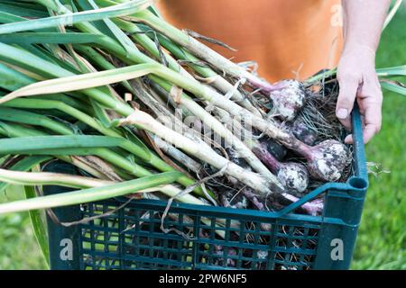 Cipolle verdi appena pizzicate con spesse piume dal primo piano del giardino. Le mani di una persona tengono il cestello di plastica blu pieno di cipolle mature. Pianta che cresce. Veg Foto Stock