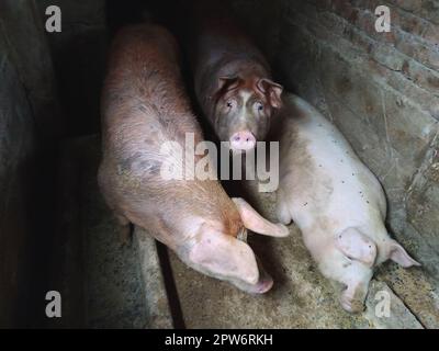 Tre maiali in un pigsty. Agricoltura. Produzione di maiale. Suinetti di razza a base di carne. Foto Stock