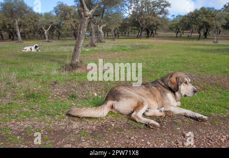 Cani mastiff spagnoli che riposano nello stato di dehesa. Eccellente allevamento estensivo di cani da guardia del bestiame Foto Stock