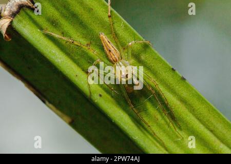 Oxyopes javanus Throll sulle foglie può saltare a prendere preda. Foto Stock