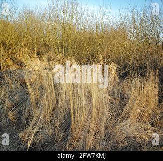 Erba arida secca su una palude in una prateria vuota in Norvegia all'inizio della primavera. Natura paesaggio e sfondo di terreno incolto con canne brune. Thor Foto Stock