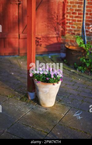 Panties viola in una pentola di ceramica. Bei piccoli fiori in vaso in piedi vicino all'entrata di un giardino estivo all'aperto. Un bel mazzo di magenta o luminoso Foto Stock