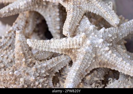 Commercio di strada con le stelle del mare del Mar Rosso (stelle marine) sul lungomare principale nella piccola cittadina esotica sul Mar Rosso sulla penisola del Sinai, Dahab, Egitto Foto Stock