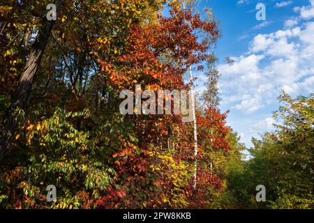 Bordo di una foresta temperata autunnale in giornata di sole nel mese di ottobre, foresta mista nella regione di Masovia in Polonia. Foto Stock