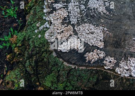 Ceppo di un vecchio albero abbattuto ricoperto di muschio e funghi di aneto - comune di Schizophyllum, che decade gli alberi dopo le stagioni piovose. Foto Stock