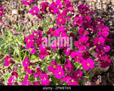 Un primo piano dei fiori della pianta di rockery Aubrieta 'Axcent Burgundy' Foto Stock