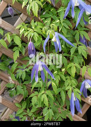 Clematis alpina 'Blue Dancer' che cresce su un trellis che mostra i fiori blu pallido appesi Foto Stock