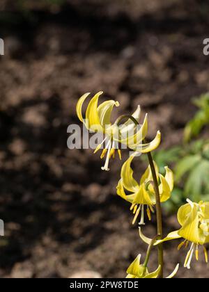 Un primo piano di un singolo fiore spike dei cani gialli dente viola Erythronium 'Pagoda' Foto Stock