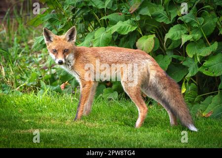 Olanda, Õs-Graveland, giovane volpe rossa (Vulpes vulpes). Foto Stock