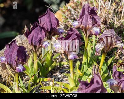 Un gruppo di fiori malva della miniatura Iris, Iris suaveolens Foto Stock