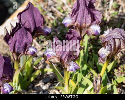 Un gruppo di fiori malva della miniatura Iris, Iris suaveolens Foto Stock
