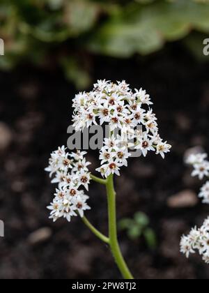 I piccoli fiori stellati bianchi di Mukdenia rossii Foto Stock