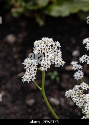 I piccoli fiori stellati bianchi di Mukdenia rossii Foto Stock