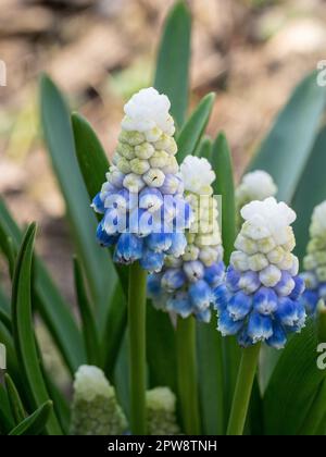 Un primo piano dell'apertura bianca alla punta di fiore blu del bulbo di primavera Muscari 'Mountain Lady' Foto Stock