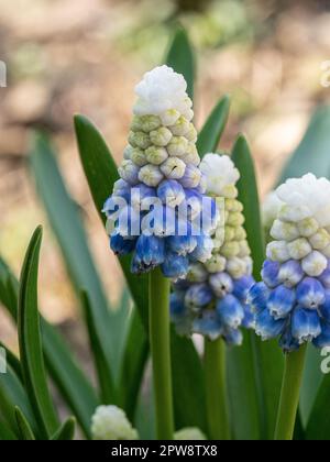 Un primo piano dell'apertura bianca alla punta di fiore blu del bulbo di primavera Muscari 'Mountain Lady' Foto Stock