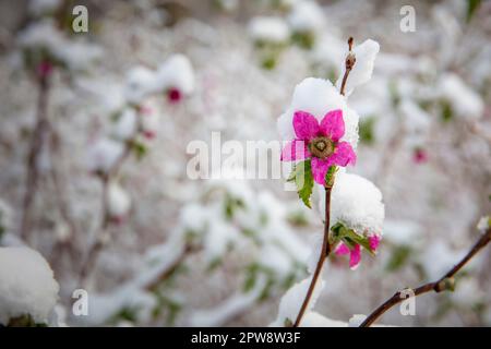 Paesi Bassi, Õs-Graveland, Õs-Gravelandse Buitenplaatsen, tenuta rurale Bantam.Snow, inverno, foresta. Primavera, fiore. Foto Stock
