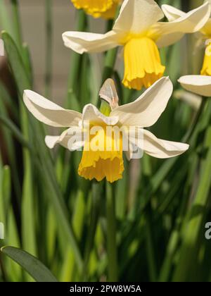 Primo piano di un unico fiore giallo e bianco dei Narciso 'Jack Snipe' Foto Stock