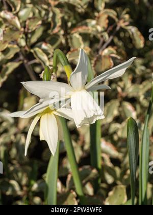 Le delicate trombe bianche di Narcissus 'Thalia' Foto Stock