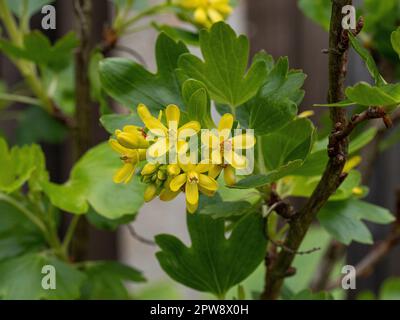 I fiori gialli luminosi del ribes fiorito Ribes odoratum Foto Stock