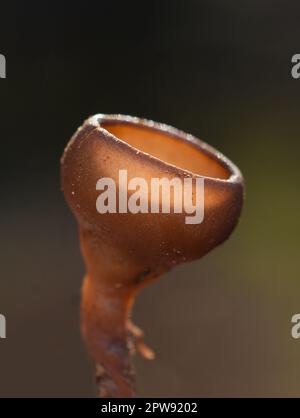 Primo piano sulla coppa marrone anemone fungo parassita Dumontinia tuberosa su sfondo bianco Foto Stock